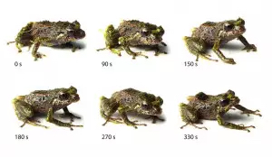 Grenouille Transformer