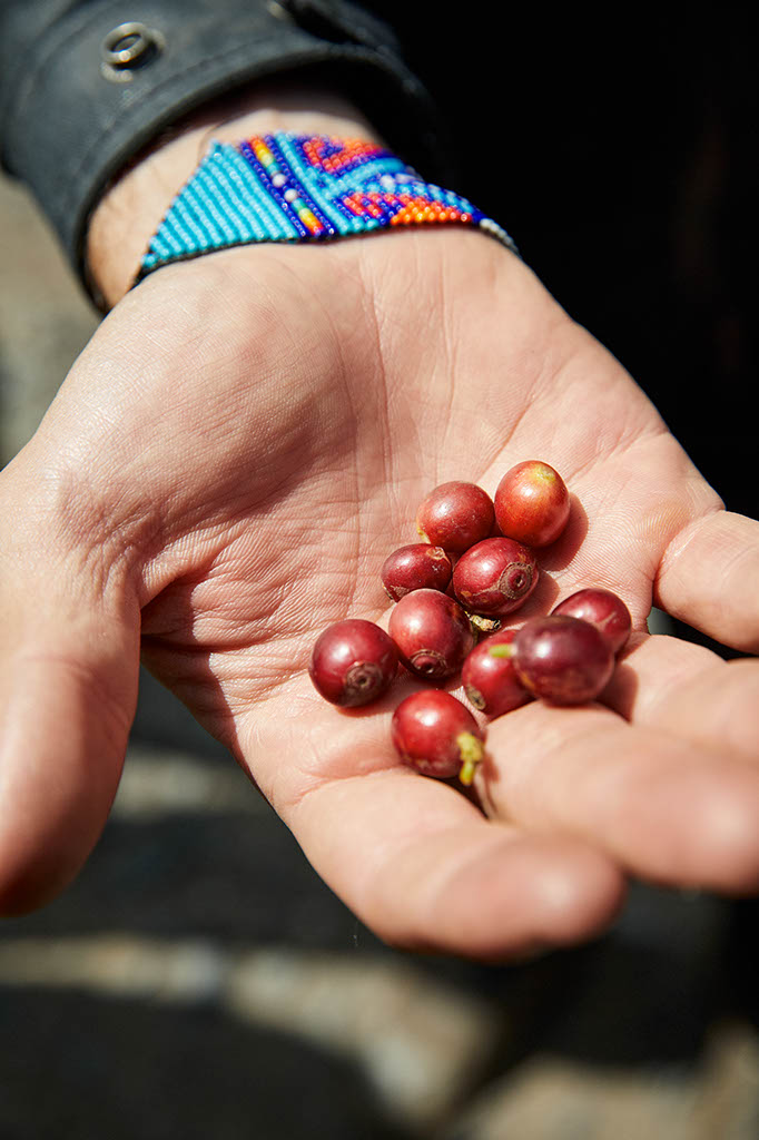 Grains de caf� arabica